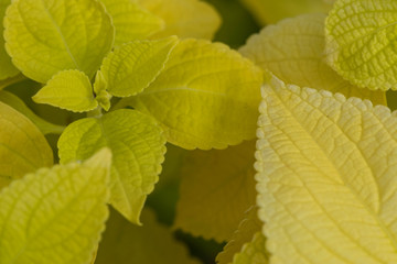 Plectranthus scutellarioides , lemon dash, compact low growing cultivar with golden green broad leaves.