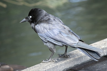 Australian raven