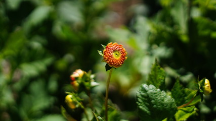 Lone orange flower closeup