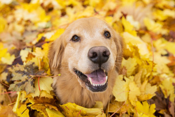 Golden Retriever Dog in a pile of bright yellow, colorful Fall leaves