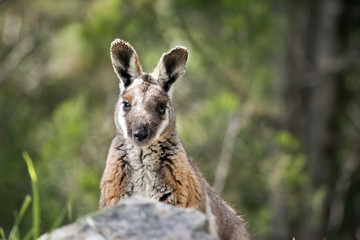 yellow footed rock wallaby