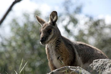 yellow footed rock wallaby