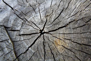 Macro wood, wood texture