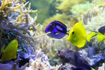 Naklejka na ściany i meble Beautiful colorful fishes in aquarium