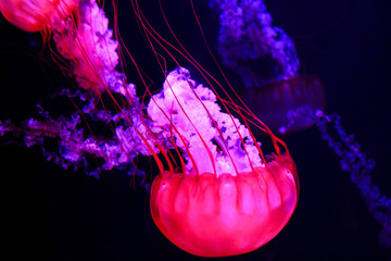 Glowing purple and pink jellyfish © Nik