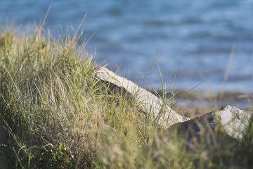 Beach Grass