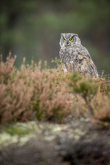 bubo virginianus, virgi owl
