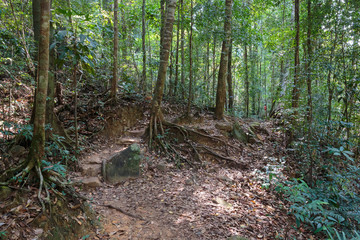 Fototapeta premium tropical jungles