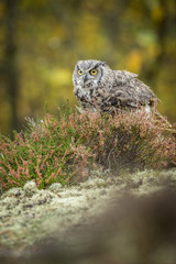 bubo virginianus, virgi owl