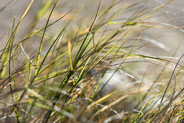 Beach Grass