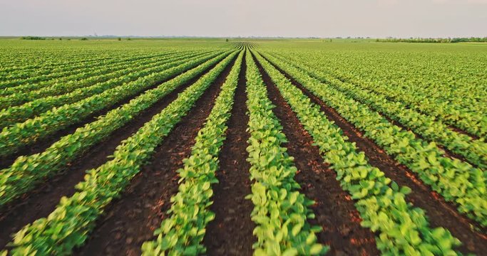 An aerial shot of soybean field ripening at spring season, agricultural landscape