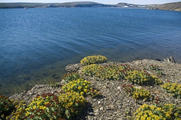 Summer Arctic: Rhodiola rosea blossoms on a cliff in the Arctic Ocean