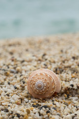 Beautiful seashell against blurred sea