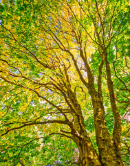 Obraz premium Autumn