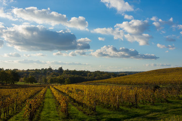France, Gironde, Capian, Les couleurs de l'automne dans les vignes