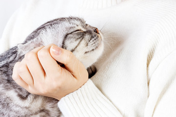 Happy kitten likes being stroked by woman's hand. The British Shorthair. Scottish kitten