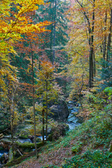 River through forest in the autumn
