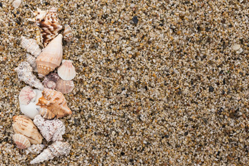 Seashells on located on small pebble with copy space