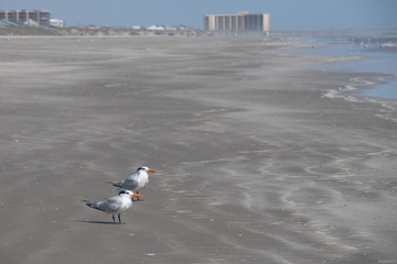 Seagulls on the beach