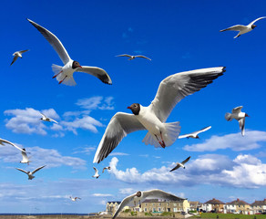Gulls