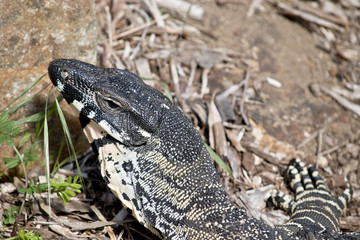 lace monitor lizard
