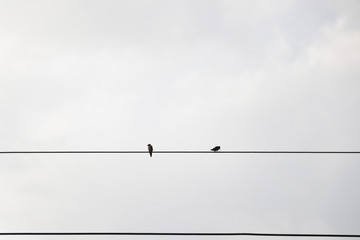 Two birds holding on electricity wire and cloudy  background