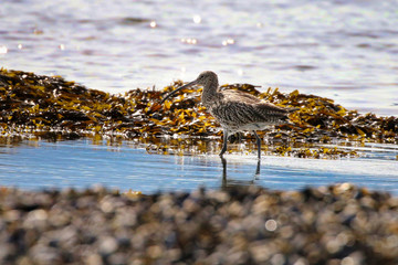 Curlew