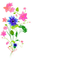 Beautiful wildflowers, bouquet, isolated  on a white