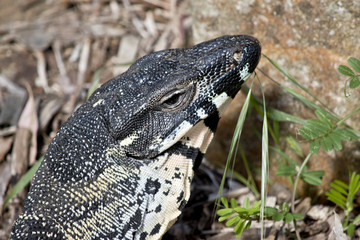 lace monitor lizard