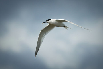 Arctic Tern