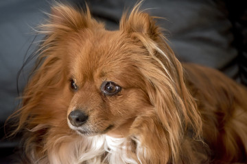 pomeranian x long hared chihuahua