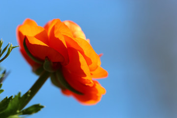 Fototapeta na wymiar Buttercup flower