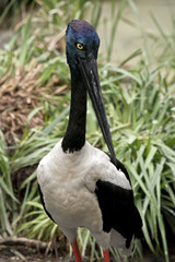 black-necked stork