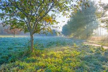 Trees in autumn leaf colors in a foggy field at sunrise in autumn