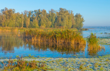 Edge of a lake in sunlight at fall