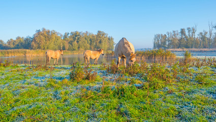 Horses along the edge of a foggy pond at sunrise in autumn © Naj