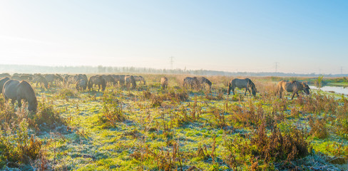 Horses along the edge of a foggy pond at sunrise in autumn © Naj