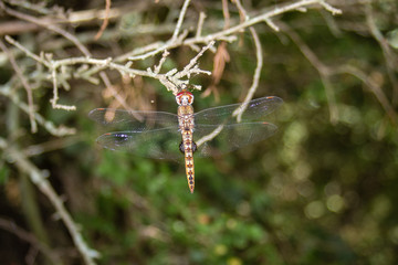Spot Winged Glider Dragonfly (Pantala hymenaea) perched vertically from the end of a branch
