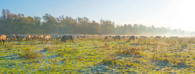 Horses along the edge of a foggy pond at sunrise in autumn © Naj