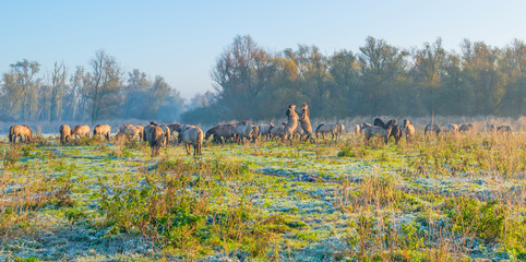 Horses along the edge of a foggy pond at sunrise in autumn © Naj