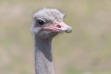 Ostrich head