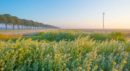 Field with flowering rapeseed in a foggy field at sunrise in autumn