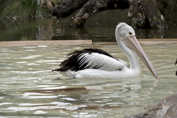 pelican