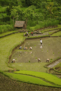 Planting Rice in East Bali. Workers plant the new rice in the flooded terraces on the steep hillside irrigated by rainwater running down the the side of the active volcano Mount Agung.