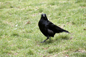 Australian raven