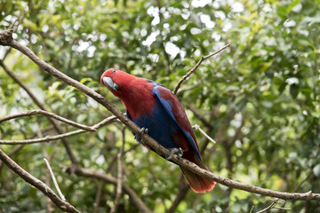 female eclectus parrot