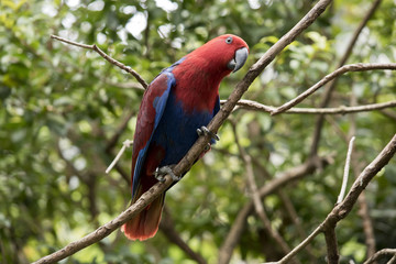 female eclectus parrot