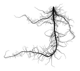 Black Root System - Taproot - Vector Illustration - obrazy, fototapety, plakaty