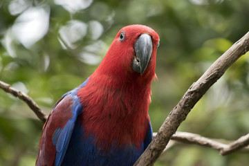 female eclectus parrot