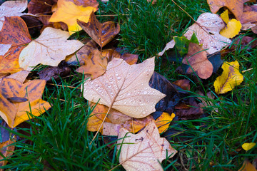 autumn leaves and green grass